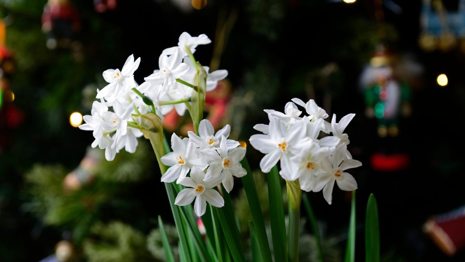 C’est maintenant le moment idéal pour commencer à forcer les bulbes d’intérieur pour un affichage festif – Ces 3 peuvent être cultivées uniquement dans l’eau Paperwhites for Christmas