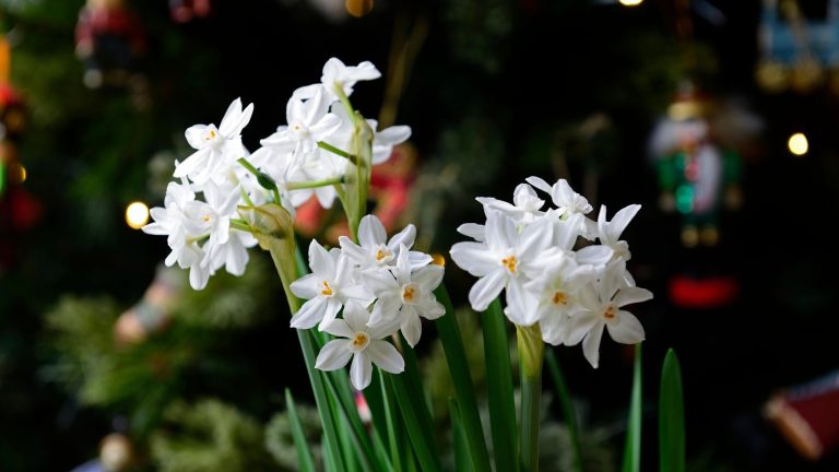 C’est maintenant le moment idéal pour commencer à forcer les bulbes d’intérieur pour un affichage festif – Ces 3 peuvent être cultivées uniquement dans l’eau Paperwhites for Christmas