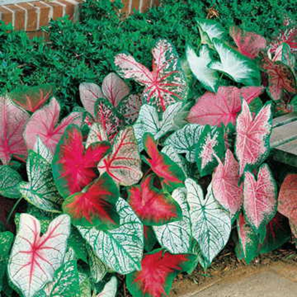 Caladium, Bulbe, Fancy Mix, Pack de 6 (six bulbes), Facile à cultiver, Mélange coloré, Hosta, Marque Country Creek Acres