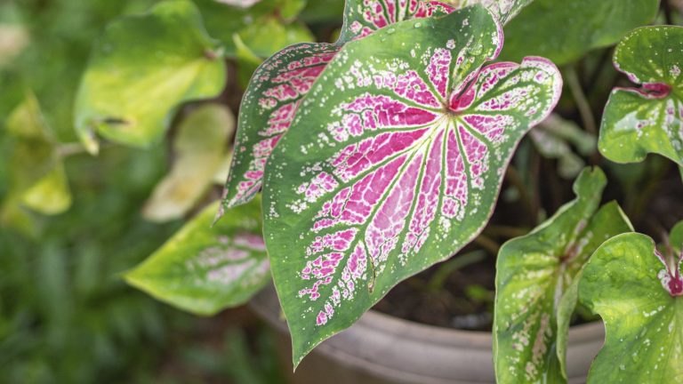 Début novembre est votre dernière chance d’hiverner les caladiums – Voici ce qu’il faut faire avec vos bulbes tropicaux pour les conserver correctement The dazzling, bright pink and green foliage of a caladium plant in a container