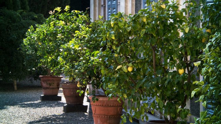 Novembre est la dernière chance d’hiverner les agrumes – N’oubliez pas de déplacer les conteneurs pour que vos fruits tendres survivent au froid Potten lemon trees in terracotta planters