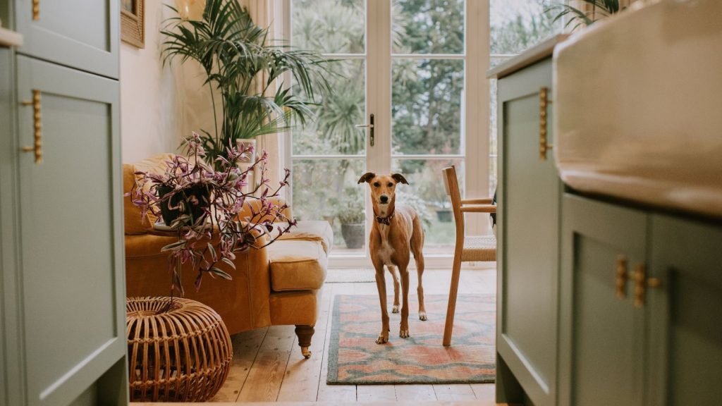 Les chatières ne laissent pas seulement entrer vos amis à quatre pattes, elles laissent aussi entrer le froid – 5 solutions durables pour arrêter définitivement les courants d’air The scene is that of a comfortable, stylish home. A young tan-colour lurcher stands on a rug in the near distance and curiously peers through the kitchen cabinets. The glass patio doors are visible behind the dog.