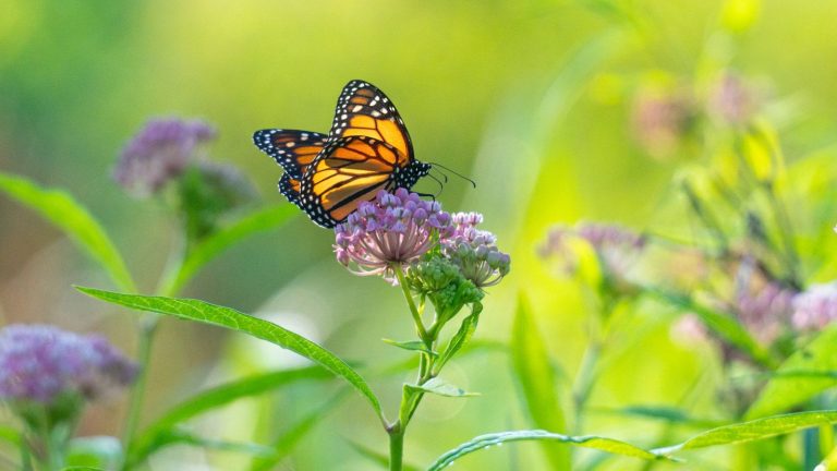 La fin de l’automne est le moment idéal pour semer cette plante vivace respectueuse des pollinisateurs – Voici comment planter des graines d’asclépiade A Monarch butterfly sitting on a milkweed plant and feeding on the nectar