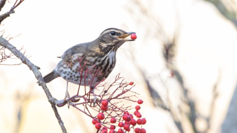 J’ai demandé à des experts de la faune comment faire de votre jardin un refuge pour les oiseaux, les abeilles, les grenouilles et les insectes cet hiver – 5 choses qu’ils ont recommandé de faire ce mois-ci A songthrush eating red berries on a shrub in the winter