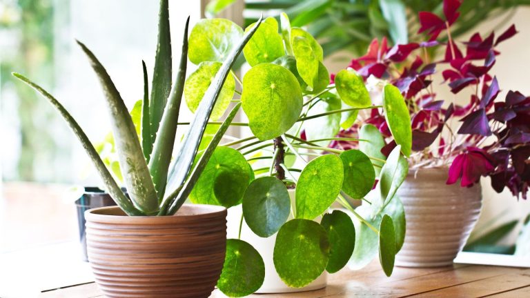 Ceci est votre dernier avertissement pour ramener ces 7 plantes à l’intérieur avant les gelées – ou risquer de les perdre pour toujours Three indoor plants on a bright windowsill
