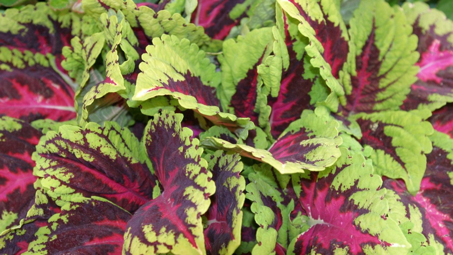 Ne perdez pas de fantastiques plantes à feuillage à cause du gel – Voici 2 façons d’hiverner le Coleus et de profiter des feuilles vibrantes l’année prochaine The bright leaves of Coleus 'Kong' in the Chelsea Flower Show pavilion