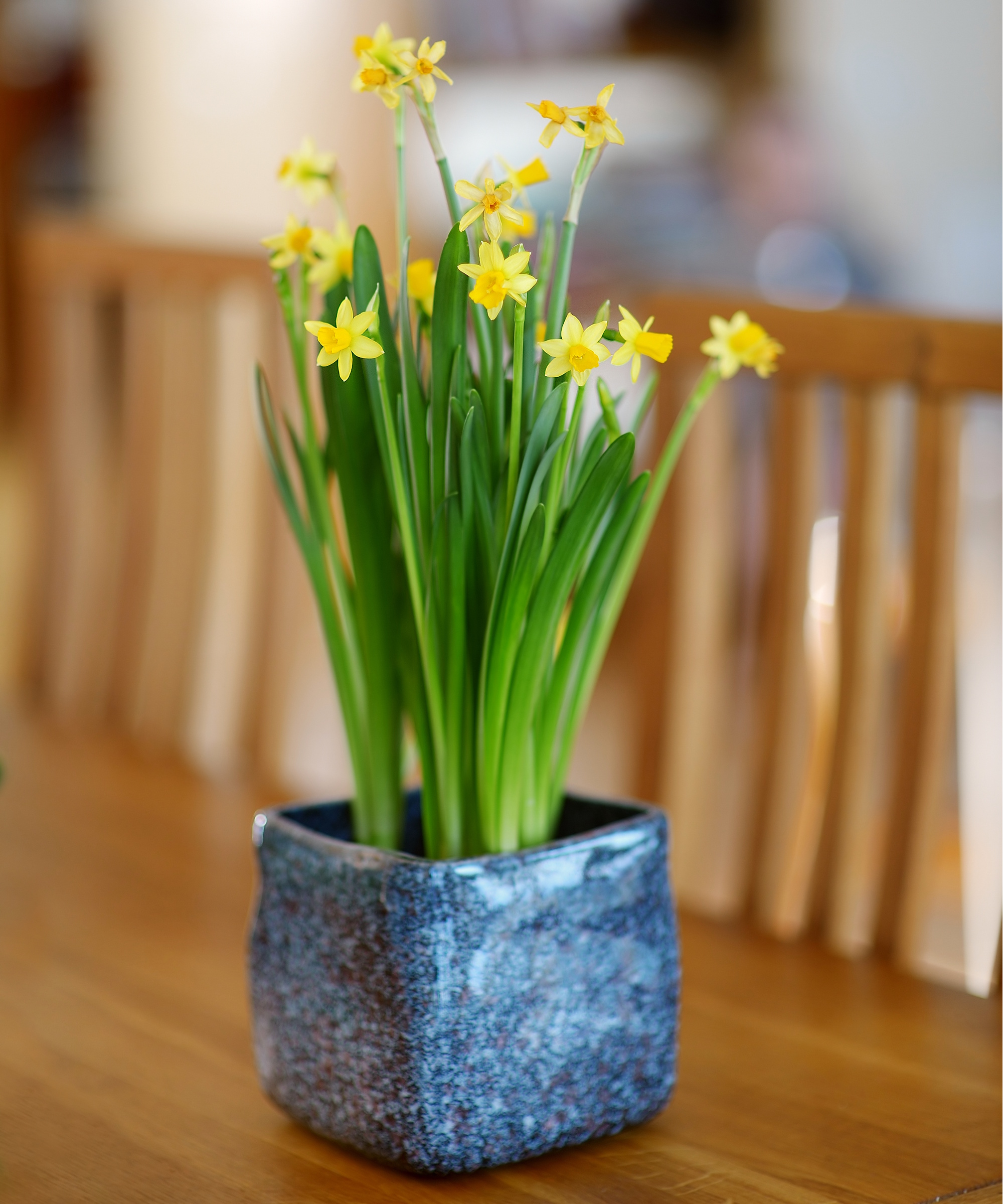 Jonquilles à l'intérieur