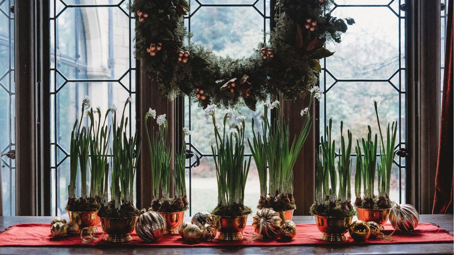 3 ampoules d’intérieur pour les spots à faible luminosité – pour égayer les coins sombres avec un affichage festif Paperwhites forced for Christmas
