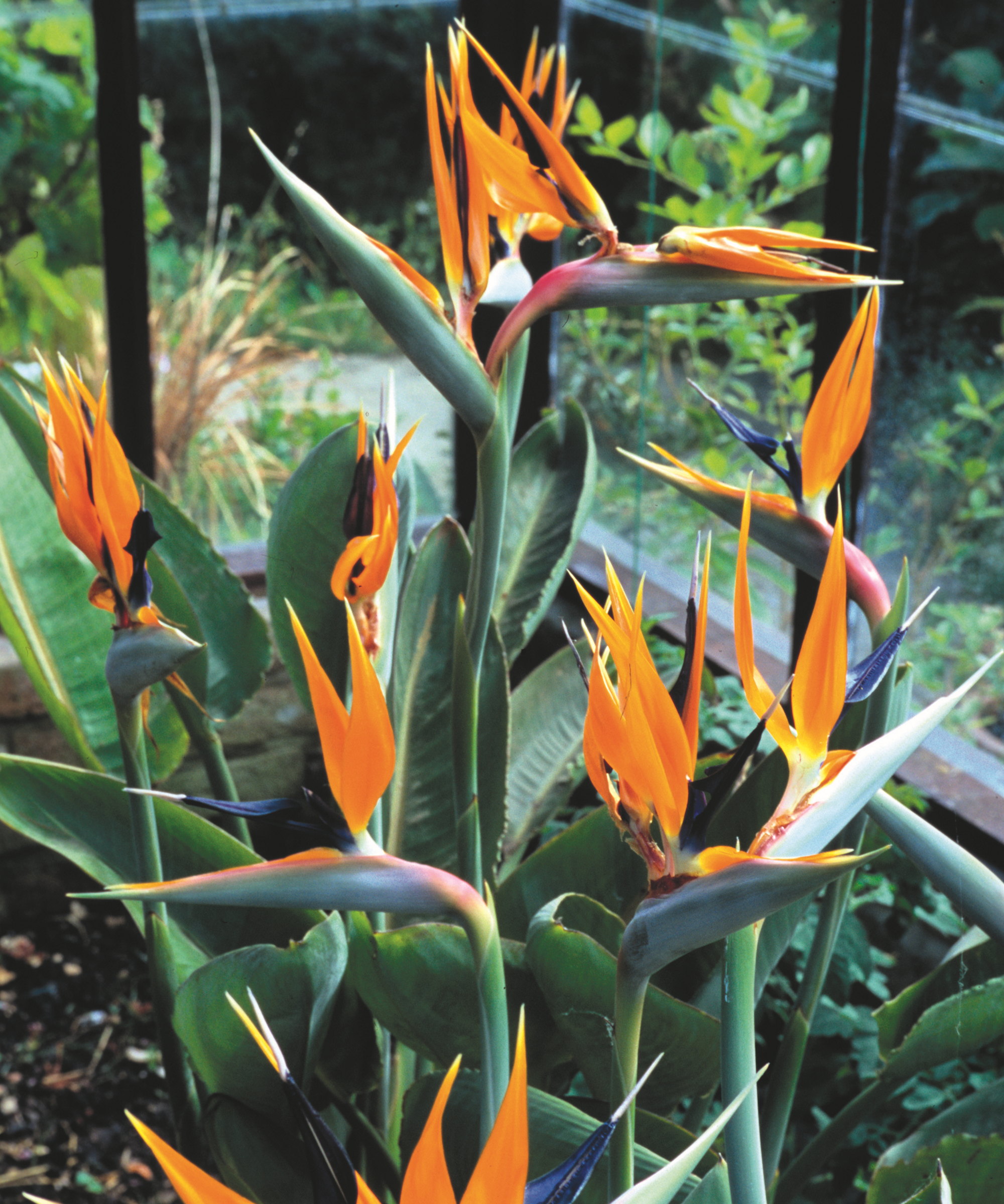 Plantes d'oiseaux de paradis qui fleurissent à l'intérieur d'une serre
