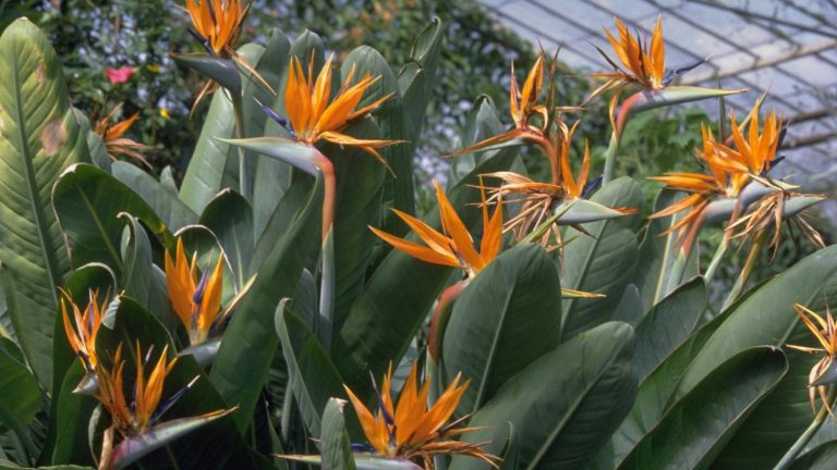 Ne laissez pas cet étourdissant tropical succomber au gel – Comment hiverner l’oiseau de paradis à l’intérieur et à l’extérieur Bird of paradise plants are flowering in a greenhouse