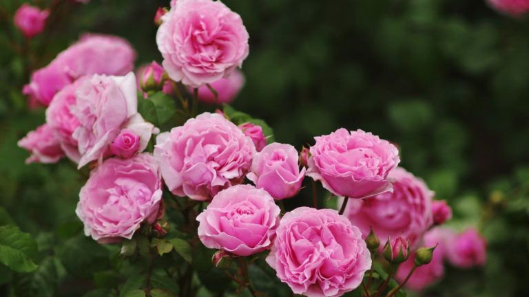 Que faire des roses en novembre – 5 tâches cruciales pour garantir des fleurs exquises l’année prochaine Pink flowering roses