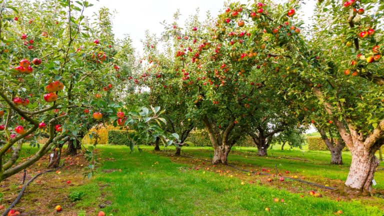 De janvier à décembre, chaque mois de naissance a son propre arbre fruitier – Explorez les 12 et découvrez les histoires qui se cachent derrière chacun d’entre eux. Fruit trees growing in an orchard