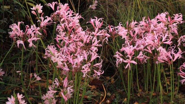 Allez, vous pouvez faire mieux qu’un chrysanthème ! 5 fleurs sous-estimées de novembre qui fleurissent tout l’hiver Pink nerines in flower