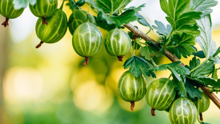 Rejoignez les jardiniers avisés qui plantent des fruits à racines nues ce mois-ci – 7 types à planter en novembre Green gooseberries growing on a branch