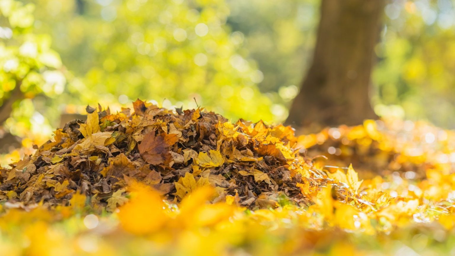 Le paillage peut rapidement ressembler à une corvée à cette période de l’année – mais j’ai trouvé une offre incroyable sur ce broyeur à feuilles Worx qui fera le travail à ma place. A pile of yellow fallen leaves in the fall