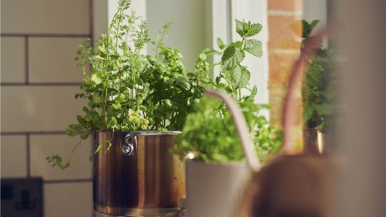 Ces 3 herbes inhabituelles sentent la muscade et la cannelle – Un expert en plantes explique comment les cultiver à l’intérieur pour infuser votre maison d’un parfum festif Indoor herb garden on windowsill