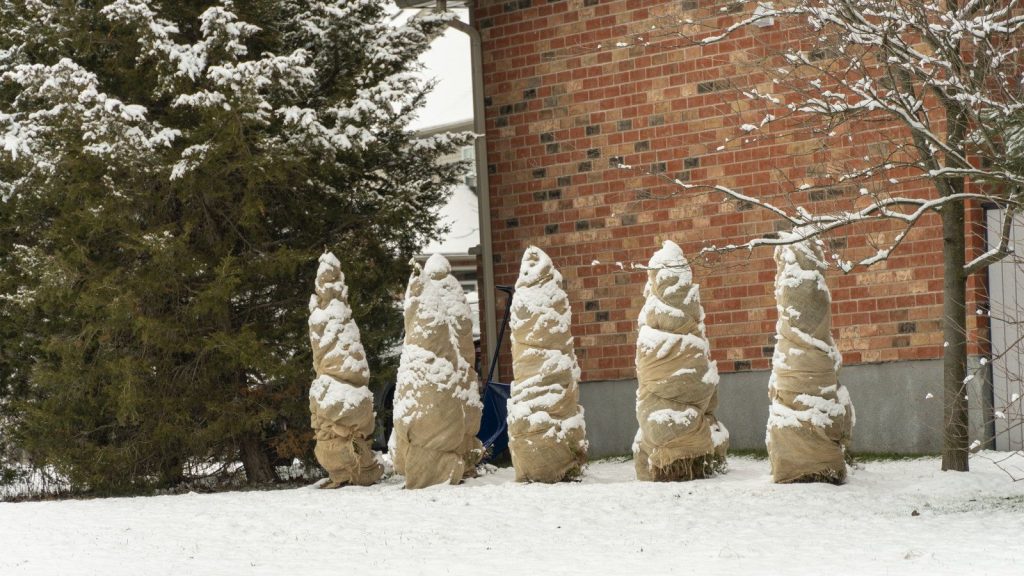 Enveloppez ces 7 plantes en novembre pour survivre à l'hiver à l'extérieur - C'est votre dernière chance de les protéger du gel