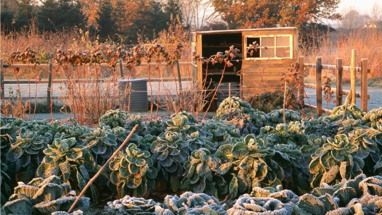 Avant d’essayer le hack de lutte antiparasitaire avec une fourchette en plastique, lisez cet avertissement – Nous révélons les alternatives non toxiques qui protégeront réellement les cultures d’hiver Garden shed in frost
