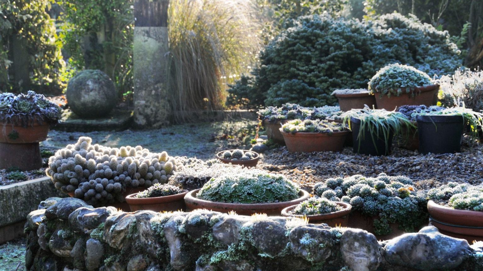 A collection of plants in pots during winter