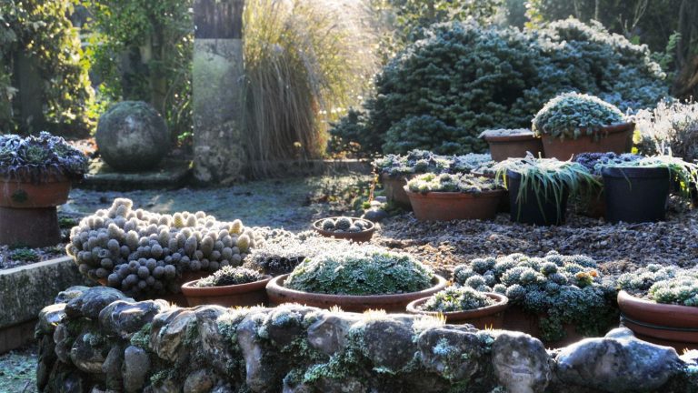 Cette astuce peut aider vos plantes en pot à survivre à l’hiver – elle est approuvée par les jardiniers et ne vous coûtera rien A collection of plants in pots during winter