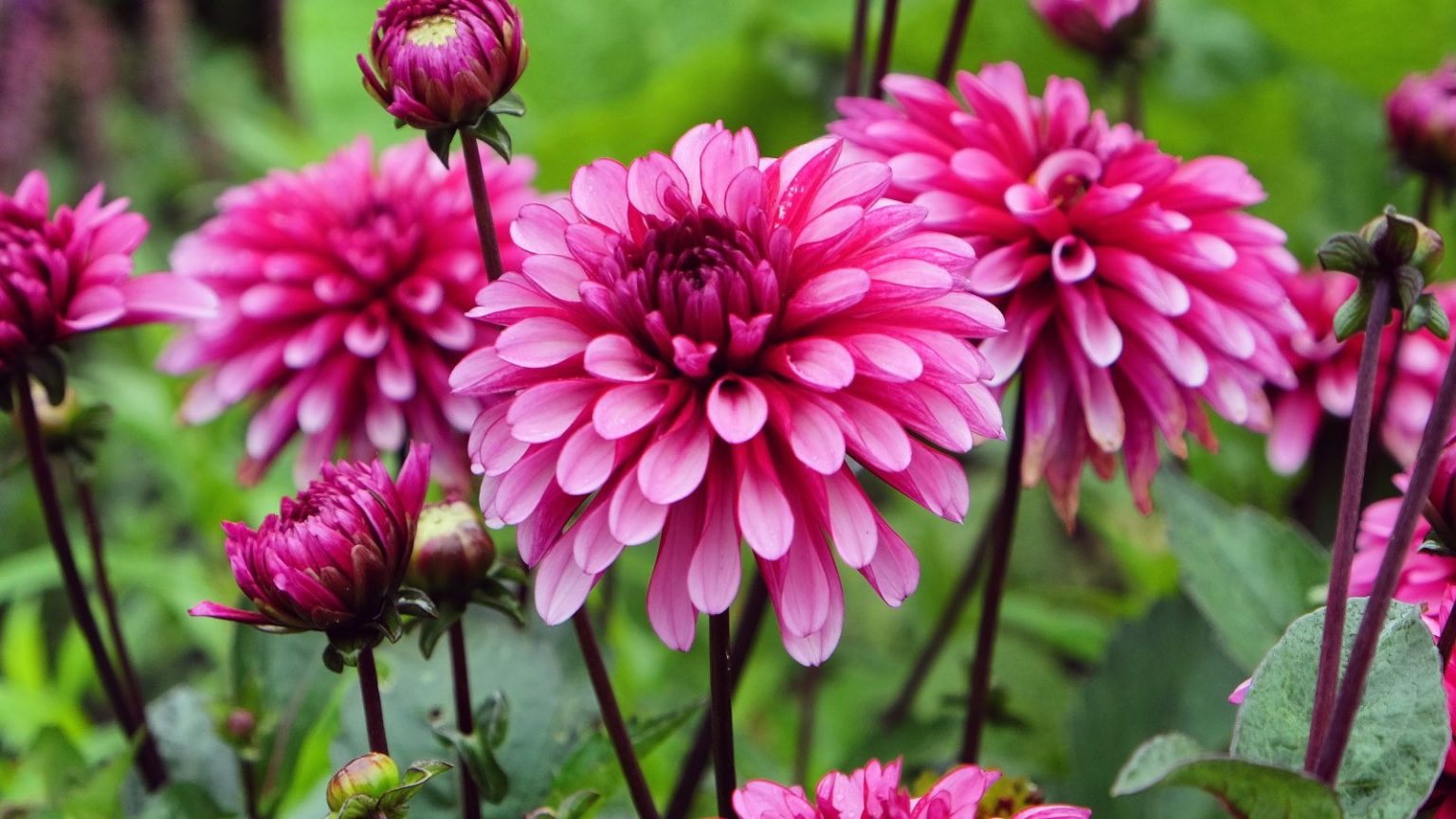 J’ai essayé de conserver mes dahlias dans ce matériau peu coûteux l’hiver dernier et ils ont tous survécu. Prenez-le chez un producteur de fleurs, cela protégera les tubercules. Purple dahlias in bloom in a flower bed