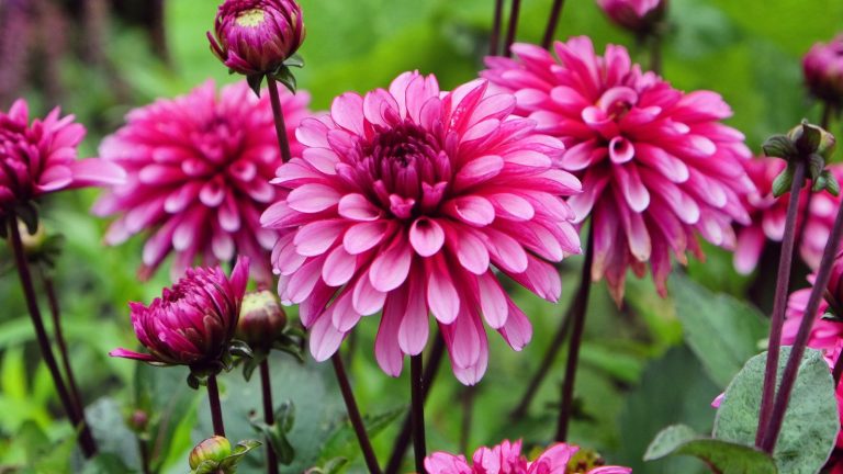 J’ai essayé de conserver mes dahlias dans ce matériau peu coûteux l’hiver dernier et ils ont tous survécu. Prenez-le chez un producteur de fleurs, cela protégera les tubercules. Purple dahlias in bloom in a flower bed