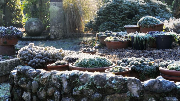 Les experts préviennent que ces 3 erreurs pourraient ruiner vos contenants et anéantir les plantes en pot cet hiver – Heureusement, il est facile de les éviter Container garden in frost