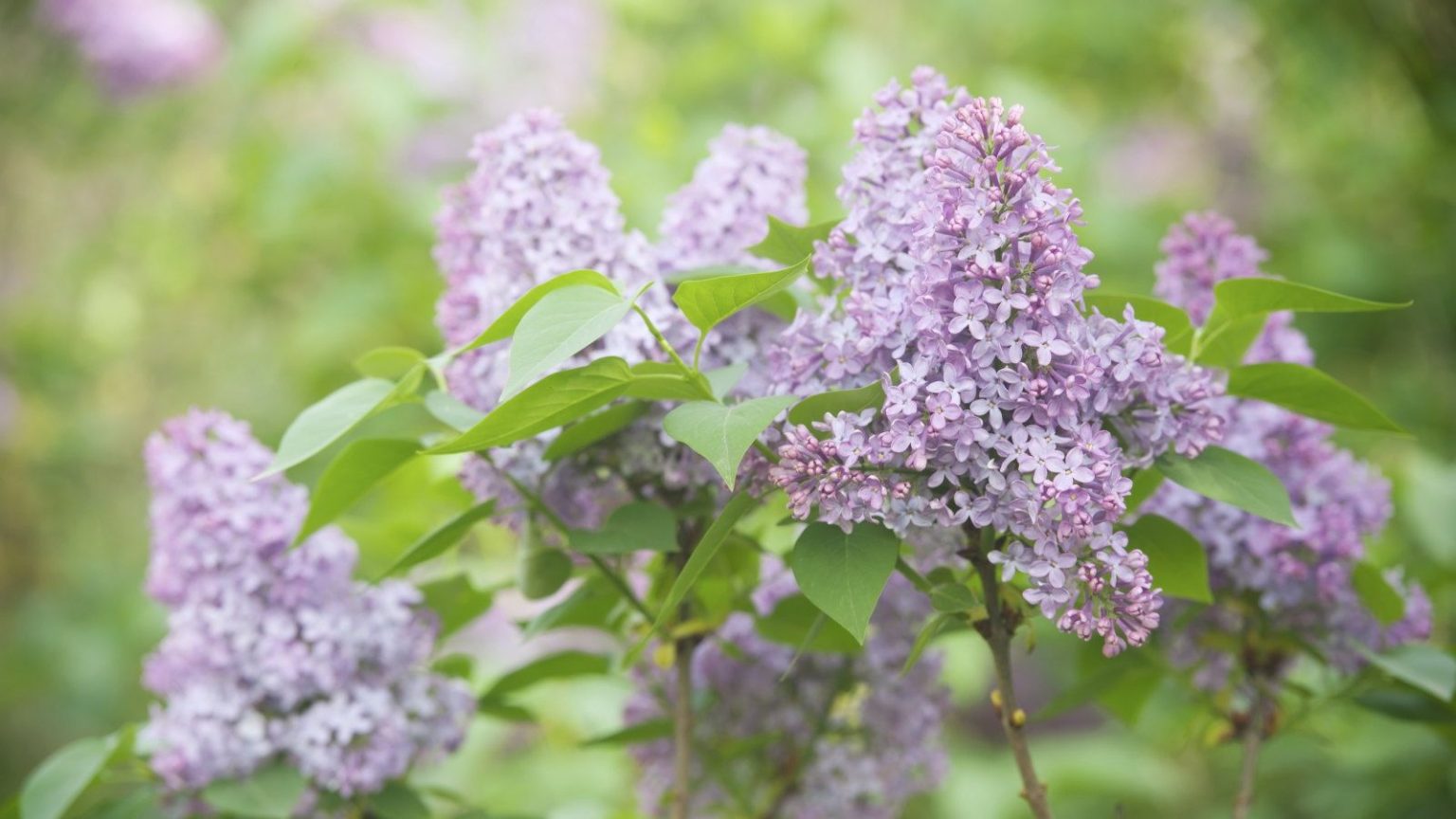 Que faire avec les lilas à l’automne pour un magnifique affichage au printemps prochain – Plus 2 choses à toujours éviter A cluster of pink lilac blooms on a shrub in the sunshine