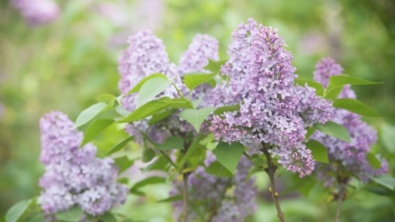 Que faire avec les lilas à l’automne pour un magnifique affichage au printemps prochain – Plus 2 choses à toujours éviter A cluster of pink lilac blooms on a shrub in the sunshine