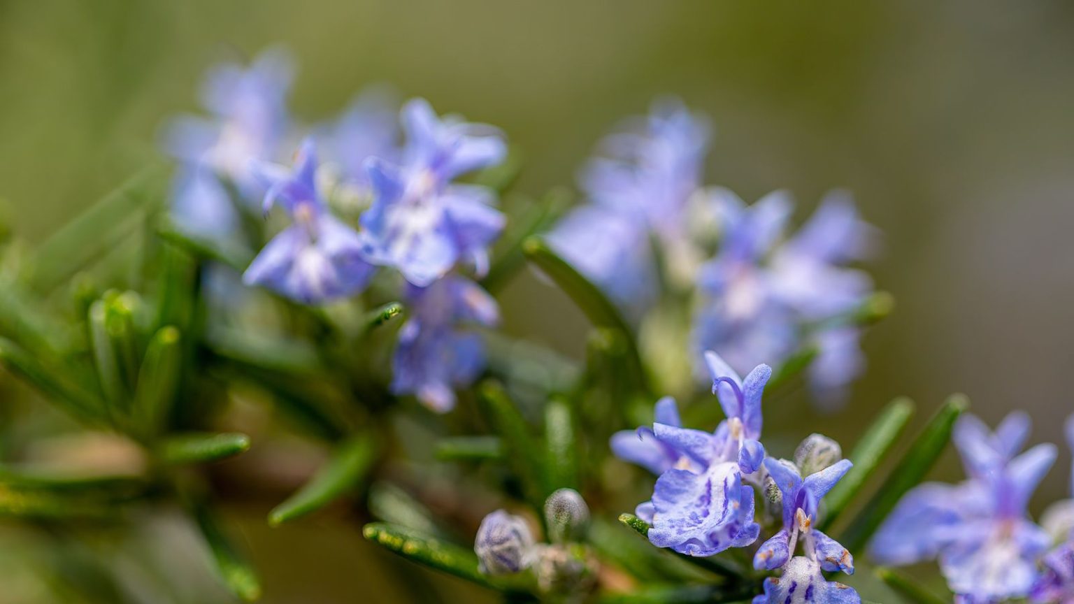 Le 1er octobre, les gens brûlent du romarin à l’intérieur. C’est enraciné dans une tradition ancienne pour améliorer votre bien-être, lutter contre les parasites, et bien plus encore. Rosemary plant with green leaves and purple flowers in a sunny border