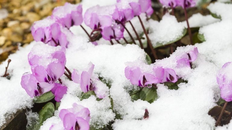 5 idées de plantation de dernière minute que vous pouvez faire maintenant avant l’arrivée de l’hiver – Des gains rapides et parfaits partout dans la cour Pink cyclamen coum flowers poking through snow