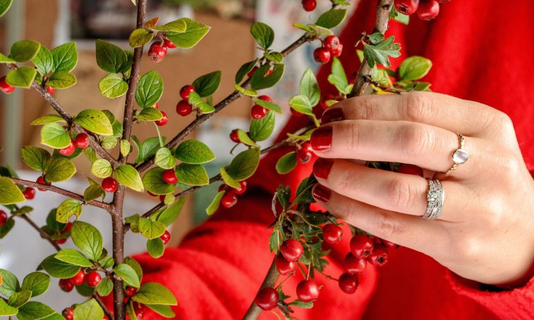 Pétales et racines : introduisez votre jardin d’automne dans votre maison avec cette conception rapide utilisant des baies et des branches Close up of hand holding a cotoneaster branch with red berries and red cardigan in background