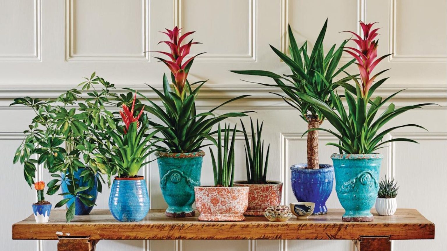 Si vos plantes d’intérieur n’arrêtent pas de jaunir, regardez sous la surface du sol – cette cause courante est souvent négligée Coffee ground fertilizer for houseplants