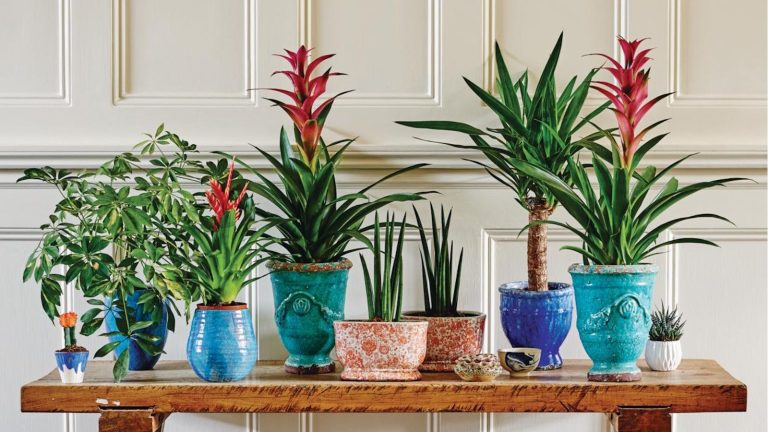 Coffee ground fertilizer for houseplants