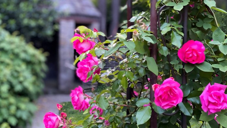Les professionnels exhortent les jardiniers à se souvenir de cette tâche souvent négligée en hiver – 4 raisons cruciales de nettoyer les supports végétaux A pink climbing rose flowering on a metal garden trellis