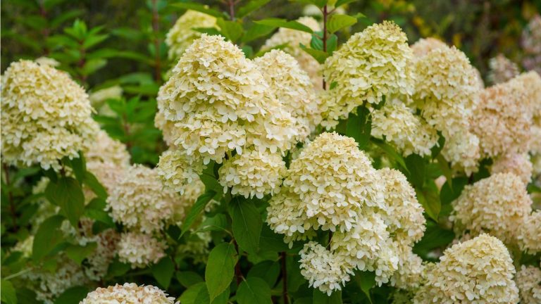 Un expert en plantes affirme que tout le monde peut cultiver un hortensia lisse – et pourquoi c’est le meilleur choix pour les débutants White smooth hydrangea