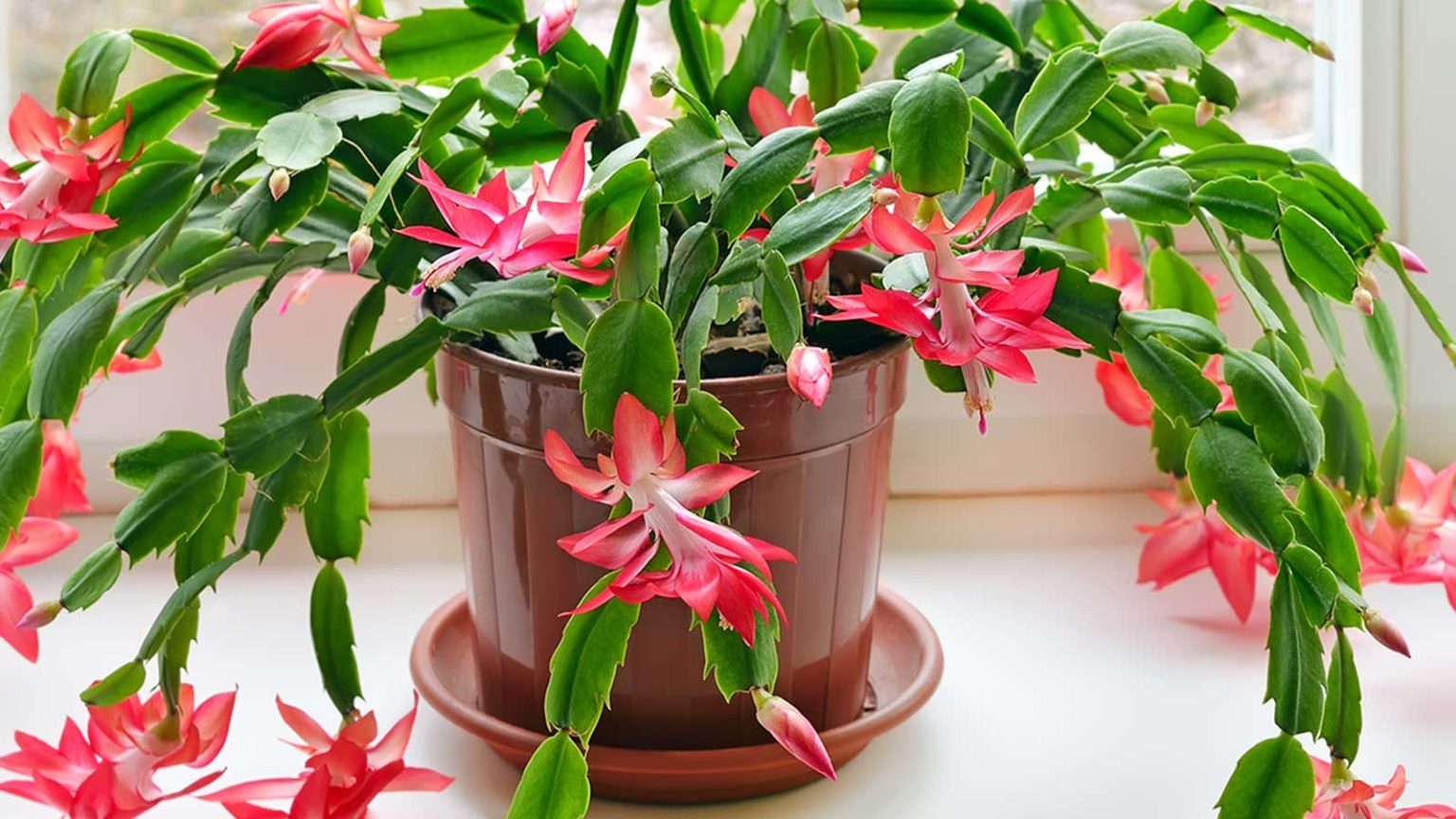 Comment utiliser le marc de café pour obtenir les fleurs de cactus de Noël les plus impressionnantes que vous ayez vues cette année potted Christmas cactus with pink flowers on windowsill