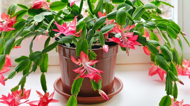 Comment utiliser le marc de café pour obtenir les fleurs de cactus de Noël les plus impressionnantes que vous ayez vues cette année potted Christmas cactus with pink flowers on windowsill