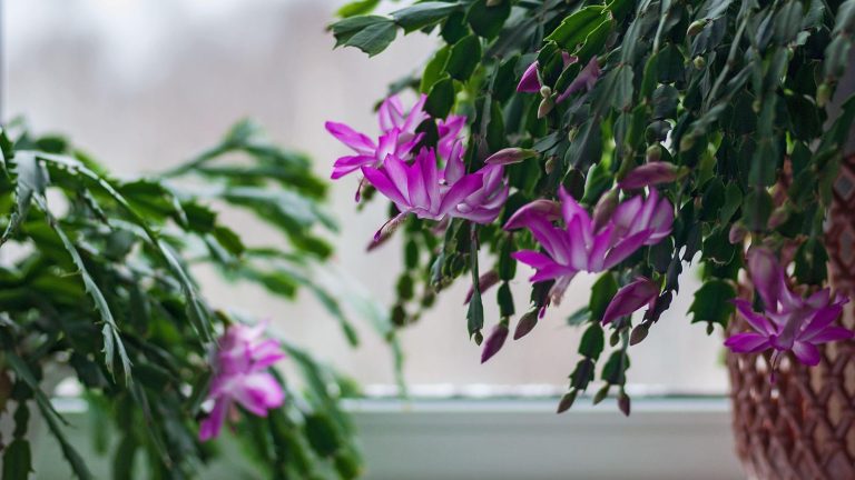 Comment multiplier vos cactus de Noël – Pour des plantes et des cascades de couleurs gratuites pendant toute la période des fêtes Comment multiplier vos cactus de Noël – Pour des plantes et des cascades de couleurs gratuites pendant toute la période des fêtes