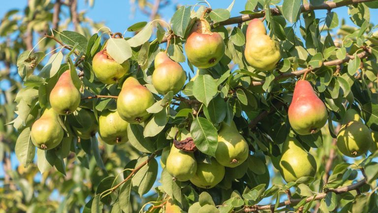 Ne perdez pas votre temps à hiverner ces 7 arbres fruitiers – ils sont assez robustes sans protection, sauf si vous vivez dans les zones les plus froides A bunch of pears hanging off a tree branch on a sunny day