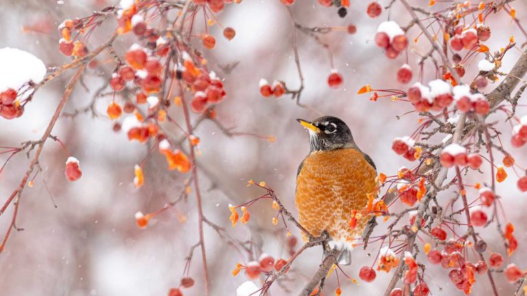 J’ai installé cette caméra d’alimentation sur un coup de tête – maintenant je suis obsédé par la technologie et je n’arrive pas à croire combien d’oiseaux chanteurs visitent mon jardin American robin in winter shrub with berries