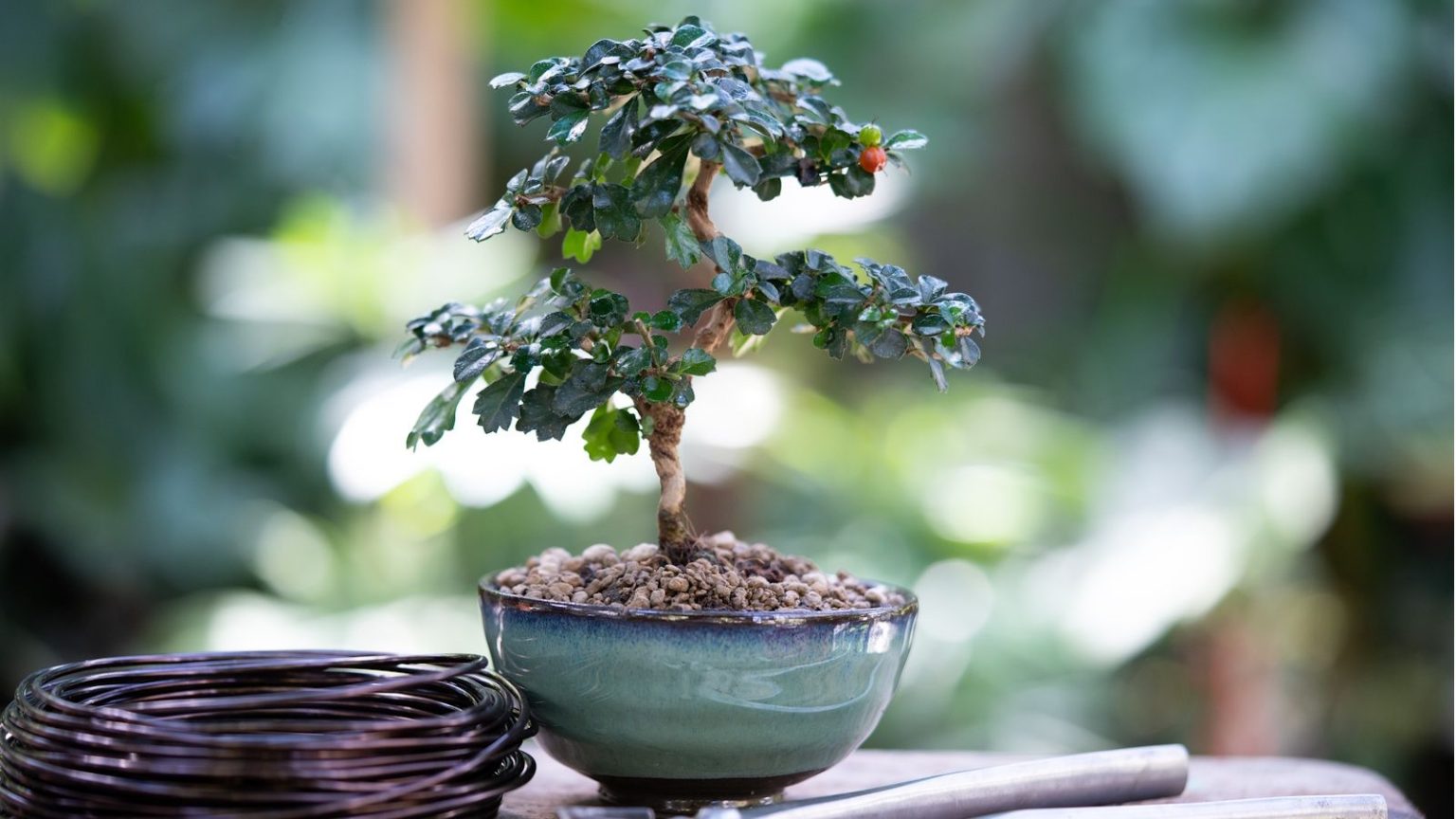 « Cultiver des bonsaïs n’a jamais été aussi simple » – J’achète ce kit adapté aux débutants à 18 $ pour faire pousser non pas 1, mais 4 arbres miniatures à partir de zéro Bonsai tree outdoor