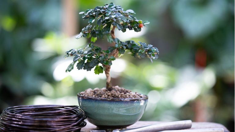 « Cultiver des bonsaïs n’a jamais été aussi simple » – J’achète ce kit adapté aux débutants à 18 $ pour faire pousser non pas 1, mais 4 arbres miniatures à partir de zéro Bonsai tree outdoor