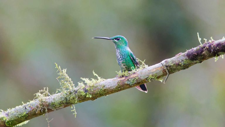 « Ne rangez pas les mangeoires pour colibris pour l’hiver », recommande un expert en oiseaux : elles constituent une ressource vitale, mais seulement si elles sont correctement entretenues blue hummingbird on branch