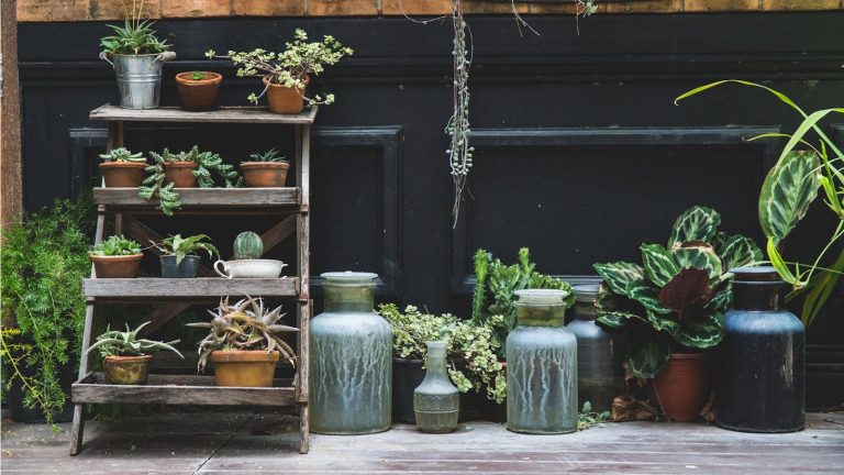 J’ai enfin arrêté de trop arroser mes plantes d’intérieur en hiver – grâce à cette astuce inattendue avec la pierre de lave When to move houseplants outdoors