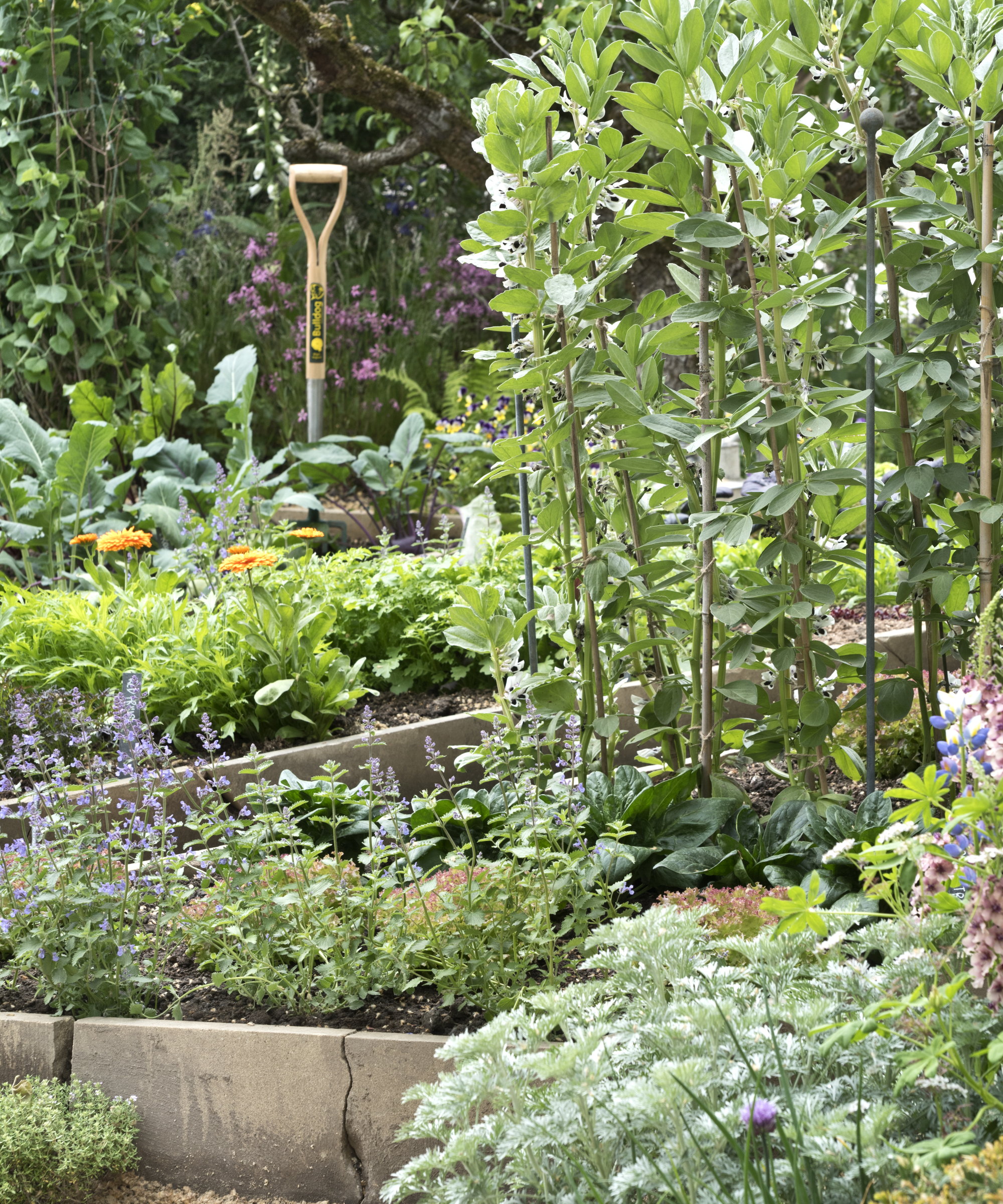 Légumes et herbes poussant dans des plates-bandes surélevées avec des outils en arrière-plan