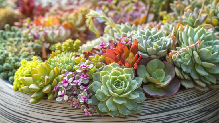 Découvrez votre succulente du mois de naissance – 12 variétés spéciales pour chaque mois de l’année, ainsi que des conseils d’experts pour les cultiver Miniature succulent plants of all different shapes and colors in a planter