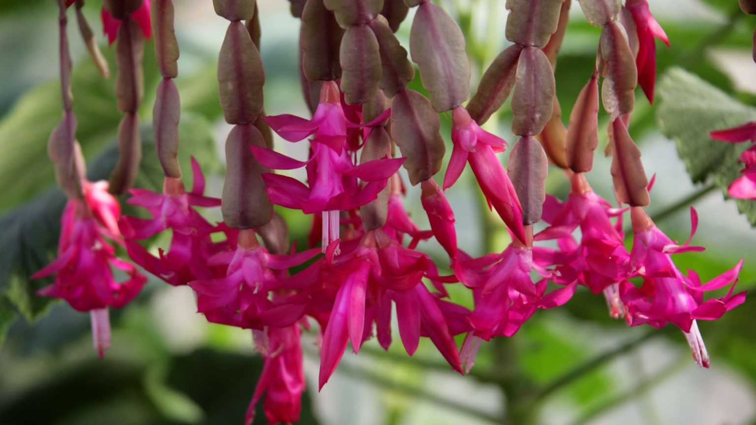Ce dont votre cactus de Noël a réellement besoin en juin pour fleurir cet hiver – et cela ne prend que 5 minutes Cascading Christmas cactus stems with pink flowers
