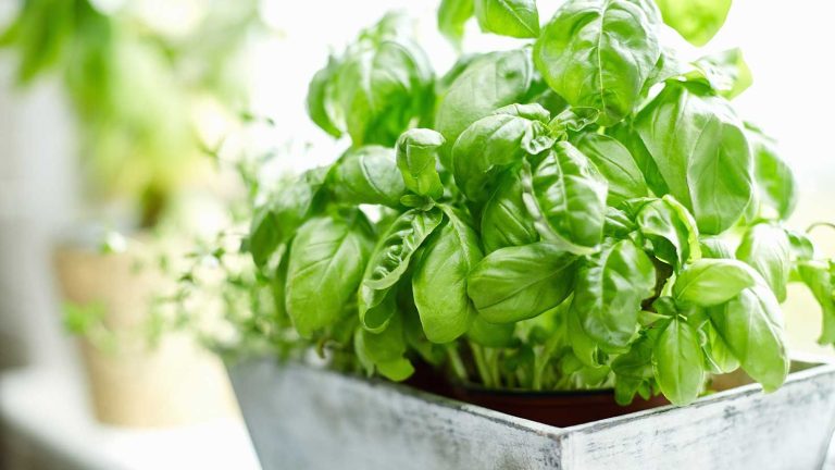 Tout le monde est obsédé par ce jardin d’herbes d’intérieur intelligent et sans sol à 80 $ – je l’achète maintenant pour des « récoltes d’hiver faciles et fraîches » basil plants on windowsill in a gray planter