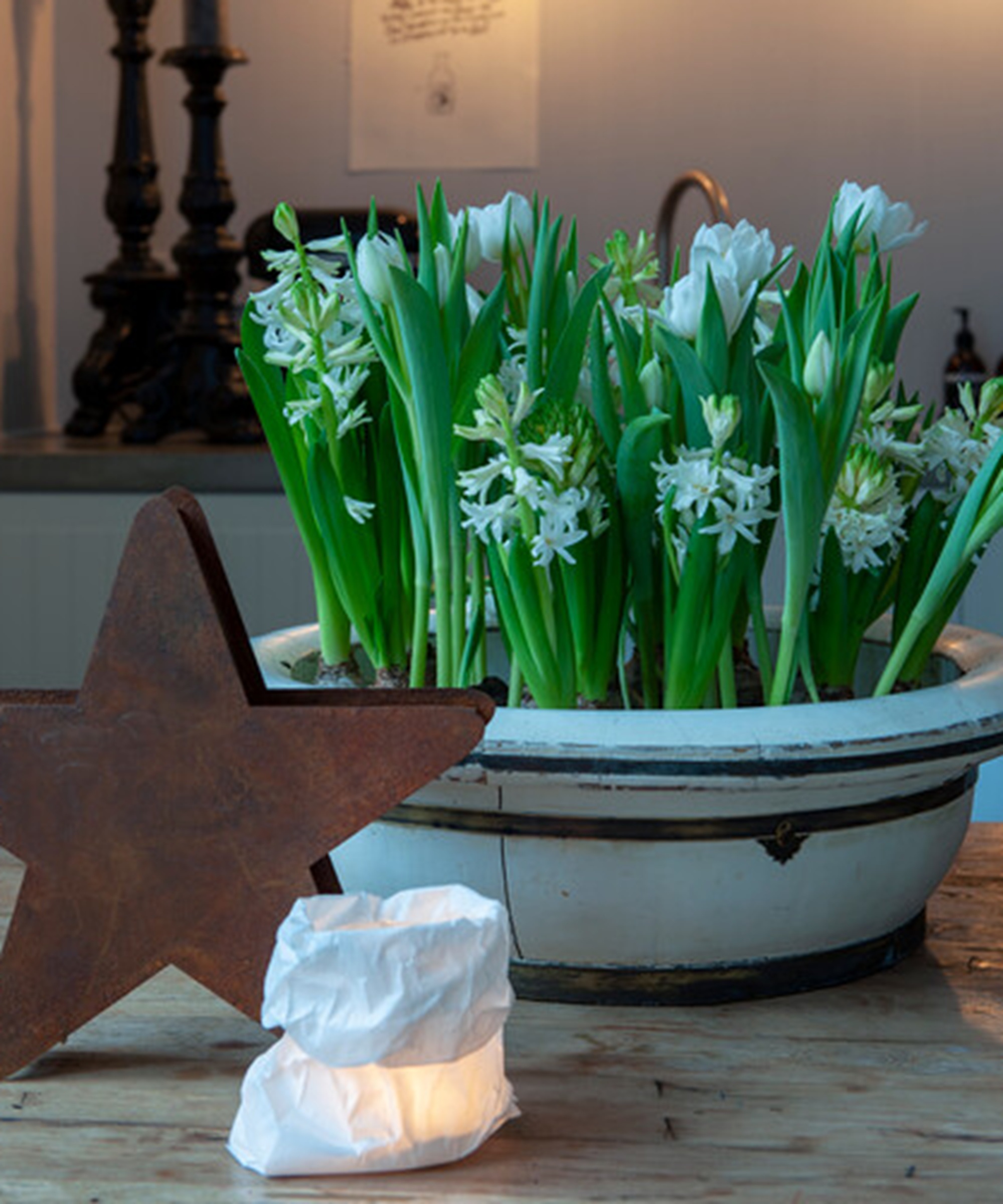Narcisses Paperwhite Hyacinthus White Pearl Tulipa Popcorn Blanc